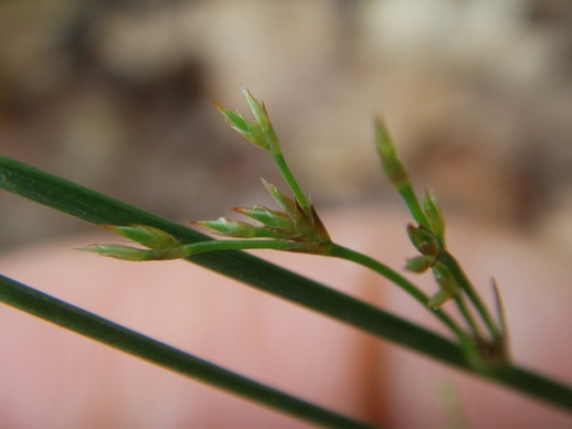 Juncus tenuis / Giunco americano